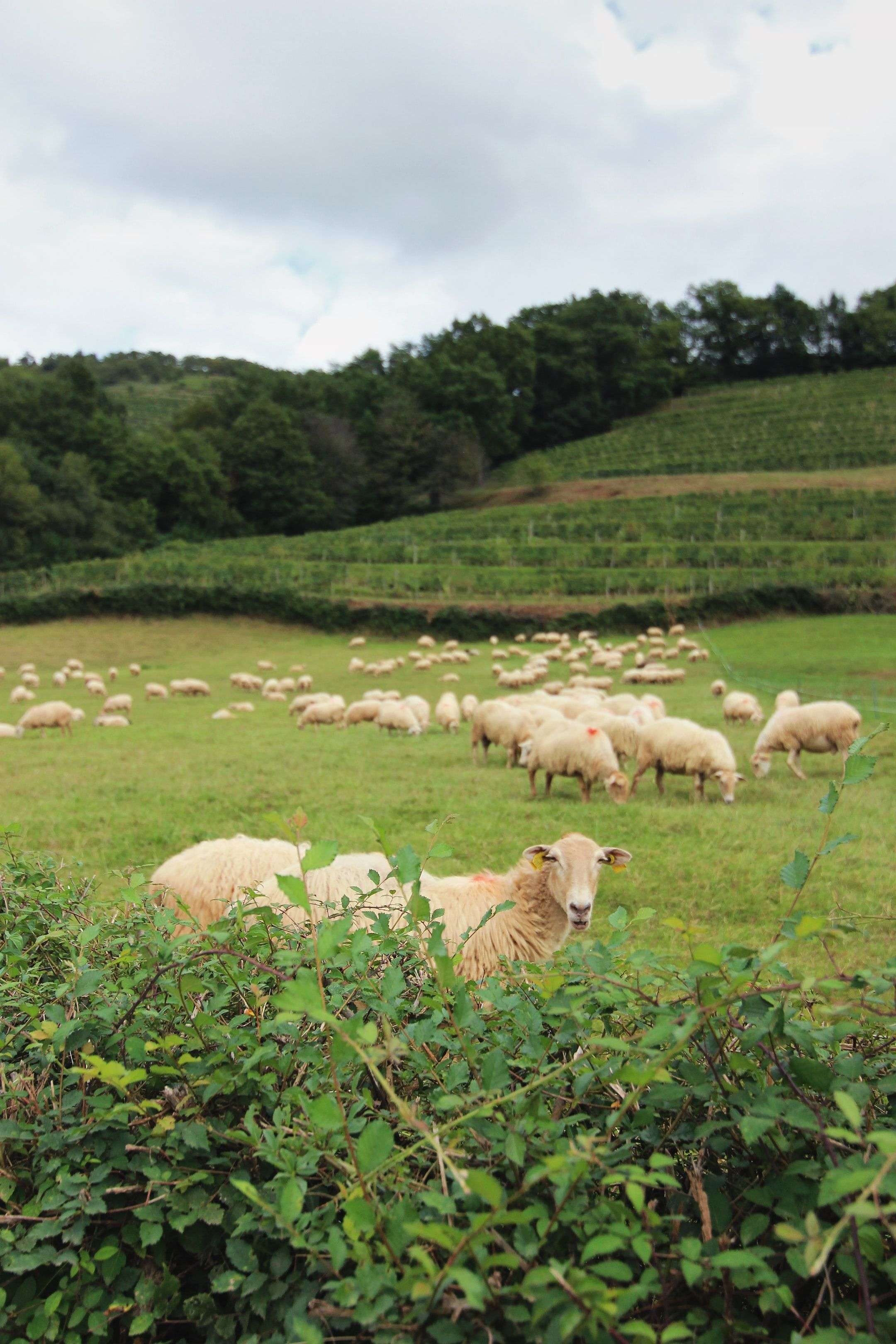 Vaches dans un champ